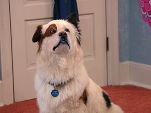Stan the dog